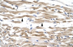 Kinesin C2 Antibody, Novus Biologicals 100&mu;L; Unlabeled:Antibodies,