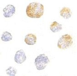 Kinesin 5A Antibody - BSA Free, Novus Biologicals 0.025 mg, Unconjugated:Antibodies,