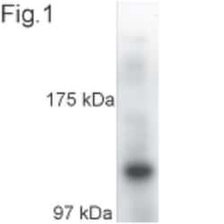 Kinesin 5A Antibody, Novus Biologicals 0.1mg; Unlabeled:Antibodies, Polyclonal