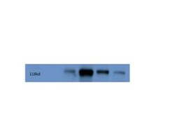 Kinesin 5A Antibody - BSA Free, Novus Biologicals 0.025 mg, Unconjugated:Antibodies,