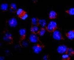 Kinesin 5B Antibody (KN-03) 0.1mg; Unlabeled:Antibodies, Monoclonal