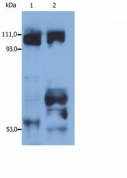 Kinesin 5B Antibody - BSA Free, Novus Biologicals 0.1mg; Unlabeled:Antibodies,