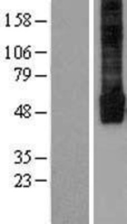 Novus Biologicals&trade;&nbsp;KIR2.3 Overexpression Lysate