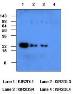 KIR2DL1/CD158a Antibody (2F9) - BSA Free, Novus Biologicals 0.1mL; Unlabeled:Antibodies,