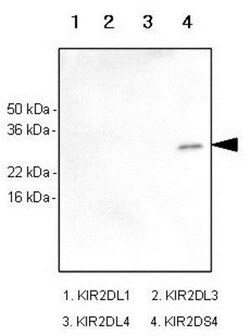KIR2DS4/CD158i Antibody (5F2) - BSA Free, Novus Biologicals 0.1mL; Unlabeled:Antibodies,