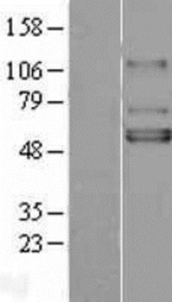 Novus Biologicals&trade;&nbsp;Kir3.1 Overexpression Lysate