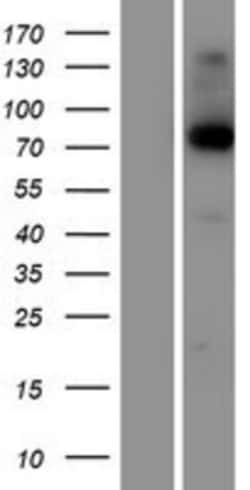 Novus Biologicals&trade;&nbsp;Kirrel2/NEPH3 Overexpression Lysate