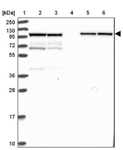 KLC1 Antibody, Novus Biologicals:Antibodies:Primary Antibodies