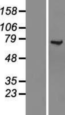 Novus Biologicals&trade;&nbsp;KLC1 Overexpression Lysate