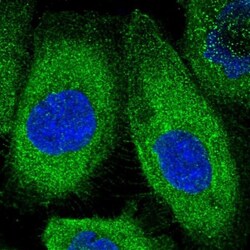 KLC2 Antibody, Novus Biologicals:Antibodies:Primary Antibodies