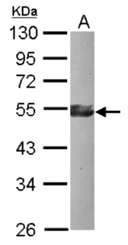 KLF17 Antibody, Novus Biologicals 0.1 mL | Buy Online | Novus Biologicals | Fisher Scientific
