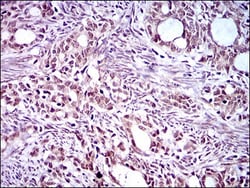 KLF1 Antibody (1B6A3) - BSA Free, Novus Biologicals:Antibodies:Primary