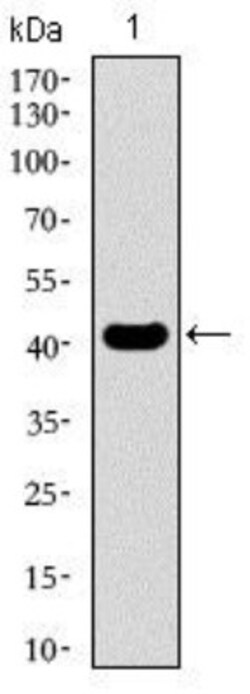 KLF1 Antibody (1B6A3) - BSA Free, Novus Biologicals:Antibodies:Primary