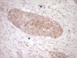 KLF2 Antibody (OTI3A10), Novus Biologicals 0.1mL; Unlabeled:Antibodies,