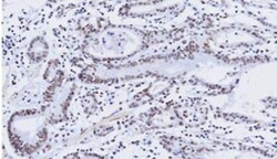 KLF4 Antibody (4E6) - BSA Free, Novus Biologicals 0.1 mL | Buy Online | Novus Biologicals | Fisher Scientific