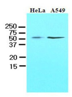 KLF4 Antibody (4E6) - BSA Free, Novus Biologicals 0.1 mL | Buy Online | Novus Biologicals | Fisher Scientific