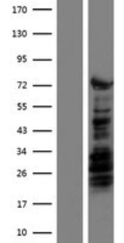 Novus Biologicals&trade;&nbsp;KLF4 Overexpression Lysate