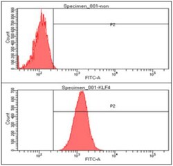 KLF4 Antibody (4E6) - BSA Free, Novus Biologicals 0.1 mL | Buy Online | Novus Biologicals | Fisher Scientific