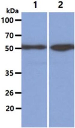 KLF4 Antibody (4E6) - BSA Free, Novus Biologicals 0.1 mL | Buy Online | Novus Biologicals | Fisher Scientific