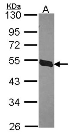 KLF5 Antibody, Novus Biologicals 0.1mg; Unlabeled:Antibodies, Polyclonal