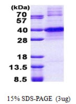 Novus Biologicals&trade;&nbsp;Recombinant Human KLF7 His Protein