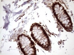 KLF9 Antibody (OTI8A11), Novus Biologicals 0.1mL; Unlabeled:Antibodies,