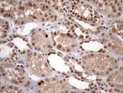 KLF9 Antibody (OTI8A11), Novus Biologicals 0.1mL; Unlabeled:Antibodies,