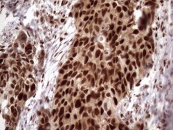 KLF9 Antibody (OTI8A11), Novus Biologicals 0.1mL; Unlabeled:Antibodies,