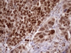 KLF9 Antibody (OTI8A11), Novus Biologicals 0.1mL; Unlabeled:Antibodies,