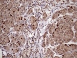 KLF9 Antibody (OTI8A11), Novus Biologicals 0.1mL; Unlabeled:Antibodies,