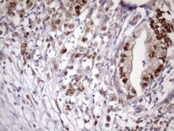 KLF9 Antibody (OTI8A11), Novus Biologicals 0.1mL; Unlabeled:Antibodies,