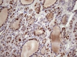 KLF9 Antibody (OTI8A11), Novus Biologicals 0.1mL; Unlabeled:Antibodies,