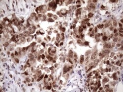 KLF9 Antibody (OTI8A11), Novus Biologicals 0.1mL; Unlabeled:Antibodies,