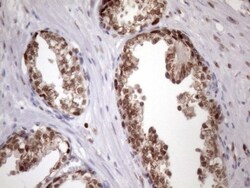KLF9 Antibody (OTI8A11), Novus Biologicals 0.1mL; Unlabeled:Antibodies,