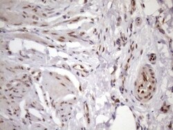 KLF9 Antibody (OTI8A11), Novus Biologicals 0.1mL; Unlabeled:Antibodies,