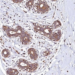 KLHDC4 Antibody, Novus Biologicals 25 &mu;L; Unlabeled:Antibodies, Polyclonal