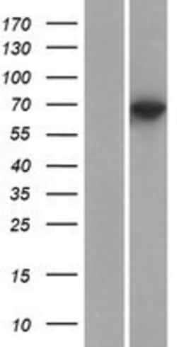 Novus Biologicals&trade;&nbsp;KLHL10 Overexpression Lysate