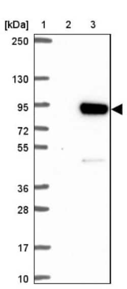 KLHL11 Antibody, Novus Biologicals:Antibodies:Primary Antibodies