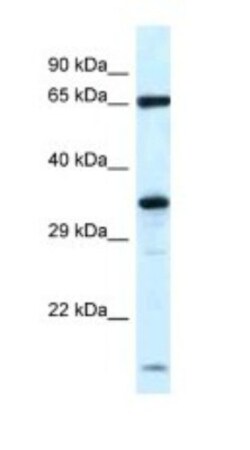 KLHL12/C3IP1 Antibody, Novus Biologicals:Antibodies:Primary Antibodies