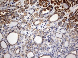 KLHL12/C3IP1 Antibody (OTI4E1), Novus Biologicals 0.1mL; Unlabeled:Antibodies,