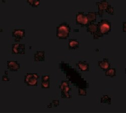 KLHL15 Antibody - BSA Free, Novus Biologicals 0.025 mg, Unconjugated:Antibodies,