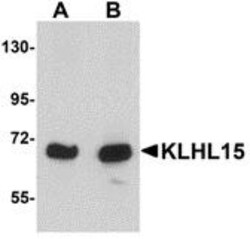 KLHL15 Antibody - BSA Free, Novus Biologicals 0.025 mg, Unconjugated:Antibodies,