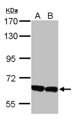 KLHL2 Antibody, Novus Biologicals 0.1mL; Unlabeled:Antibodies, Polyclonal