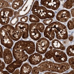 KLHL25 Antibody, Novus Biologicals:Antibodies:Primary Antibodies