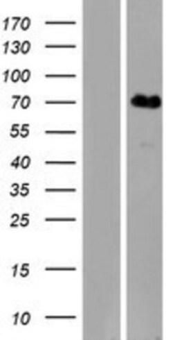 Novus Biologicals&trade;&nbsp;KLHL31 Overexpression Lysate