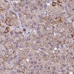 KLHL34 Antibody, Novus Biologicals:Antibodies:Primary Antibodies