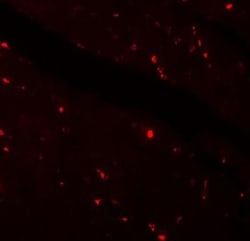 Klotho Antibody - BSA Free, Novus Biologicals 0.1mg; Unlabeled:Antibodies,