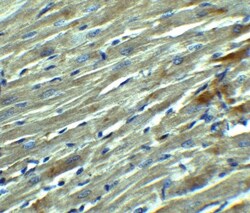 Klotho Antibody - BSA Free, Novus Biologicals 0.1mg; Unlabeled:Antibodies,