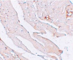 Klotho Antibody - BSA Free, Novus Biologicals 0.1mg; Unlabeled:Antibodies,
