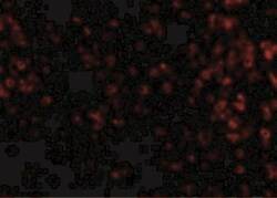 KLRA1 Antibody - BSA Free, Novus Biologicals 0.025 mg, Unconjugated:Antibodies,